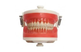Manequim Dentística Ref.pd 100 - Top Prodens