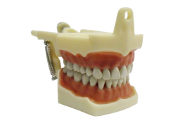 Manequim de Dentística Kit DA524 + Boca + Dentes Avulsos - DENT-ART