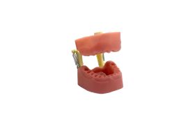 MANEQUIM ENDODONTIA 500 2023 ORAIS