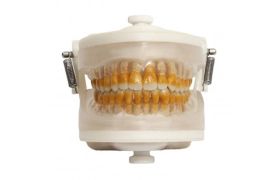 Manequim Top Periodontia I PD 102 - Pronew