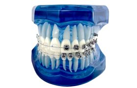 Manequim Didático Ortodôntico Ref.91.99.001 - Morelli