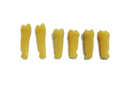 DENTE 2º MOLAR N.47 - PRODENS