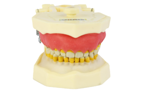 MANEQUIM PERIODONTIA FG - 309 - ORAIS