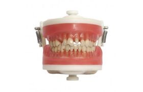 Manequim Materiais Dentários TOP PD101 Com Dente - Prodens