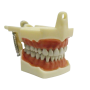 Manequim de Dentística Kit DA524 + Boca + Dentes Avulsos - DENT-ART