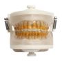 Manequim Top Periodontia I PD 102 - Pronew