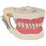 Manequim Dentística Estético | Orais